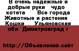 В очень надежные и добрые руки - чудо - котята!!! - Все города Животные и растения » Кошки   . Ульяновская обл.,Димитровград г.